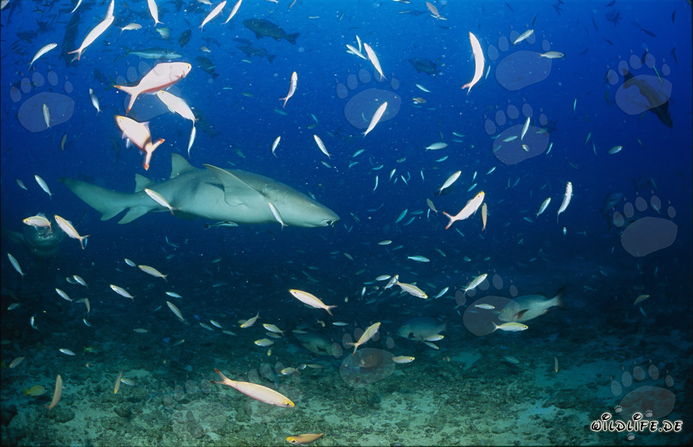 Elegant Tawny Nurse Shark at Shark Reef