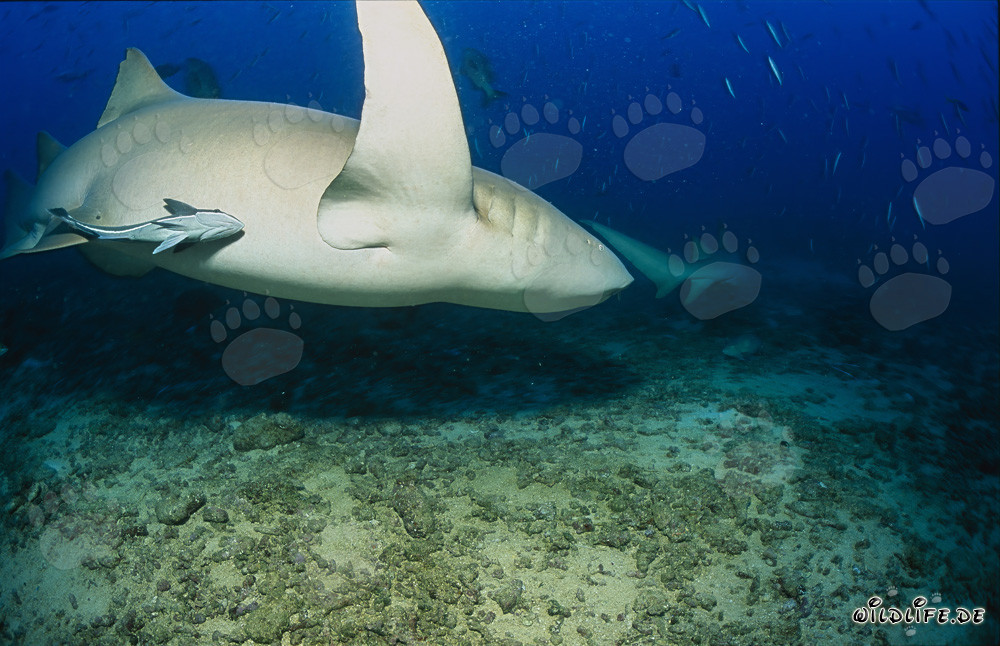Requin nourrice ordinaire fascinant dans le Pacifique Sud