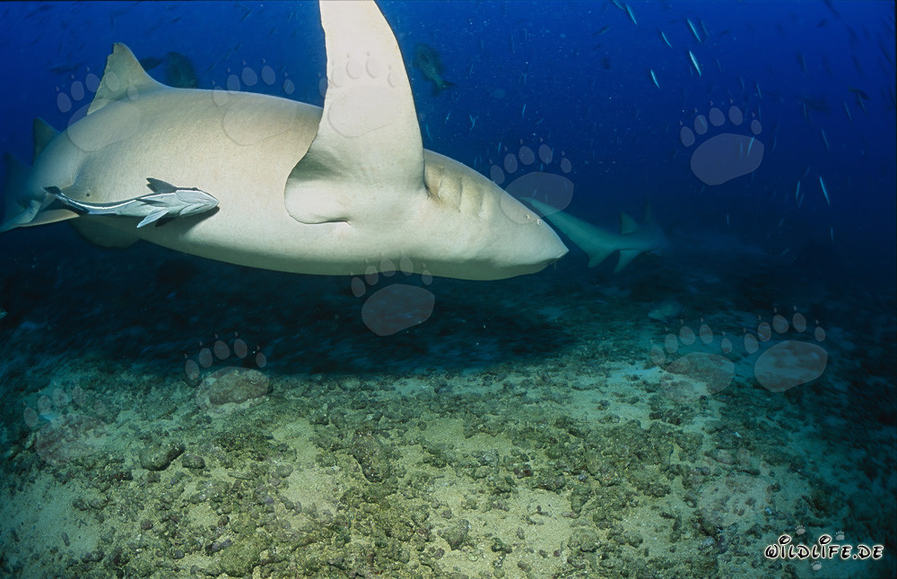 Fascinating Tawny Nurse Shark in the South Pacific