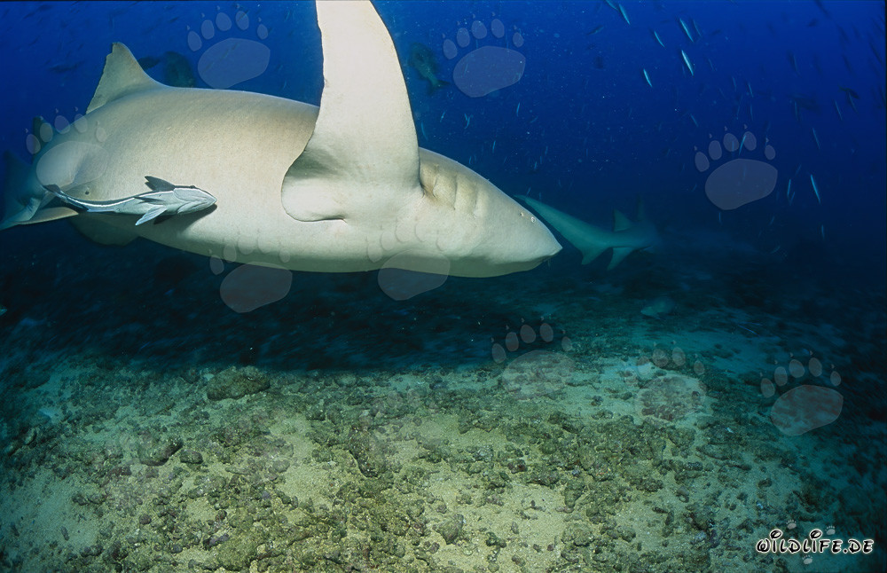 Fascinante tiburón nodriza común en el Pacífico Sur