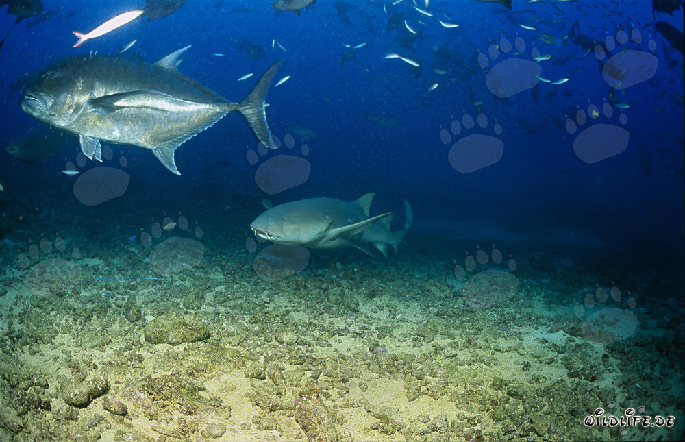 Gewöhnlicher Ammenhai und Giant Trevally im Beqa Lagoon, Fiji