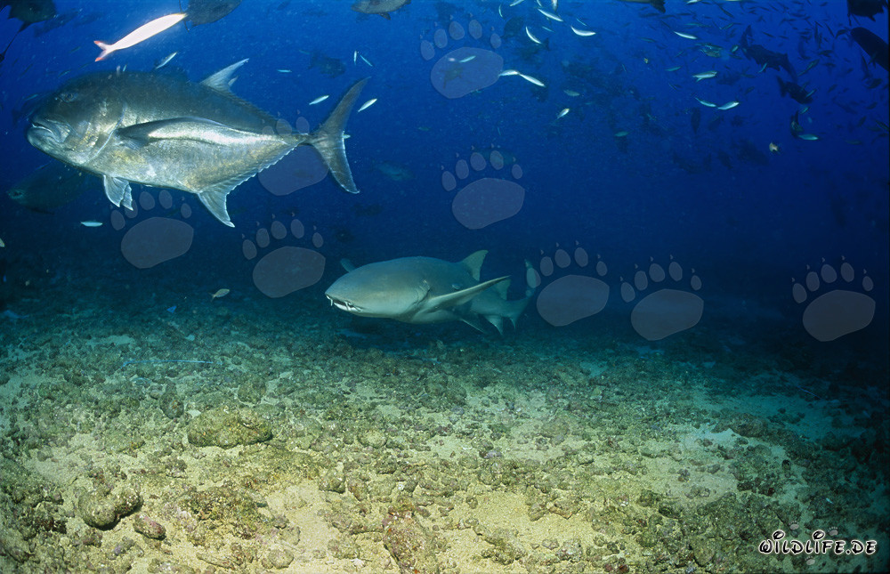 Requin-nourrice commun et Carangue géante à Beqa Lagoon, Fidji