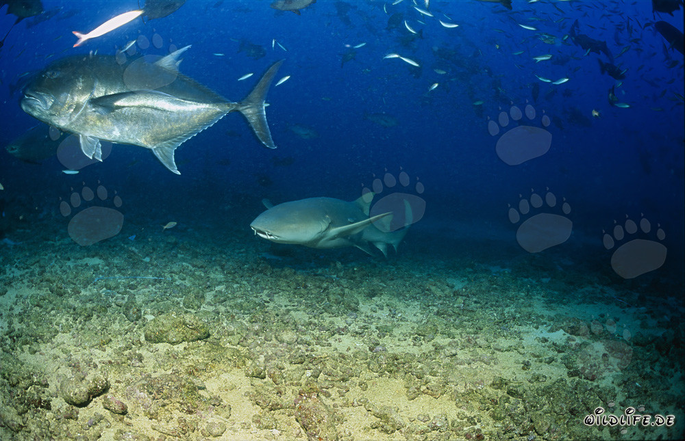 Squalo nutrice comune e Carango gigante a Beqa Lagoon, Figi