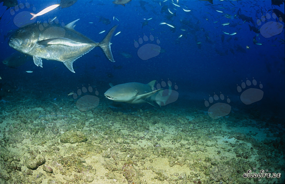 Tawny nurse shark and Giant Trevally in Beqa Lagoon, Fiji