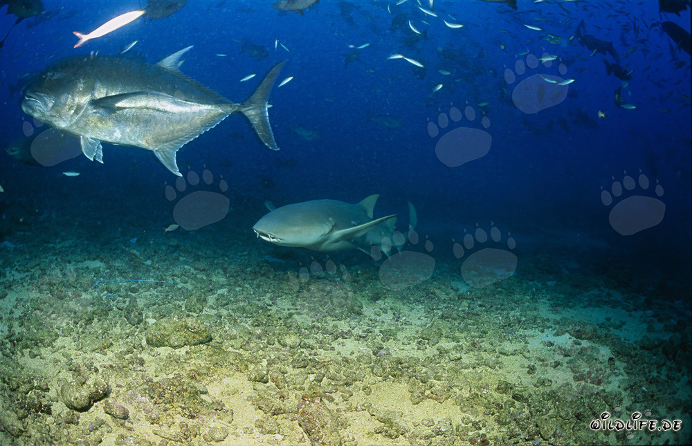Tiburón nodriza común y Caranx gigante en Beqa Lagoon, Fiji