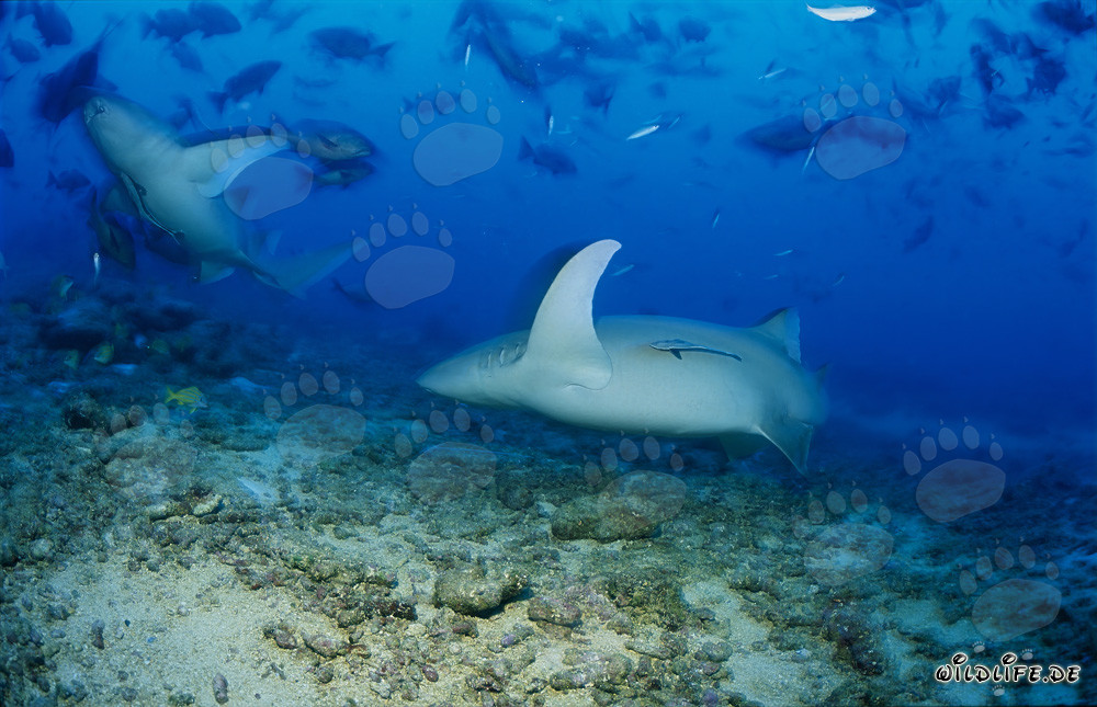 Elegant looking Tawny nurse sharks