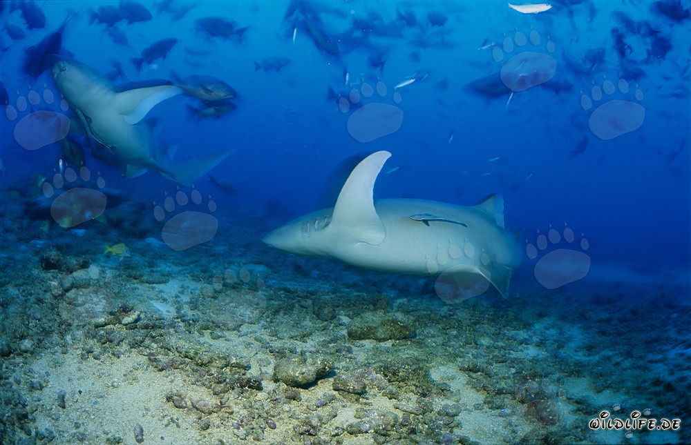 Requins-nourrices ordinaires au look élégant