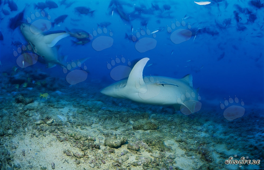 Tiburones nodriza comunes con un aspecto elegante