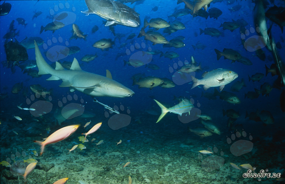 Requin-nourrice commun au milieu d'un banc de poissons