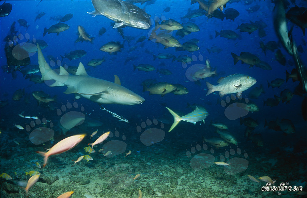 Tawny Nurse Shark Surrounded by a School of Fish