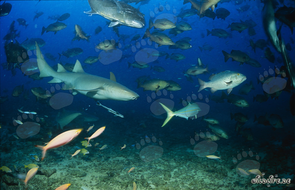 Tiburón nodriza común en medio de una agrupación de peces