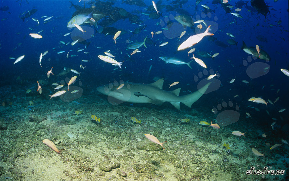 Gewöhnlicher Ammenhai in der faszinierenden Unterwasserwelt von Fiji