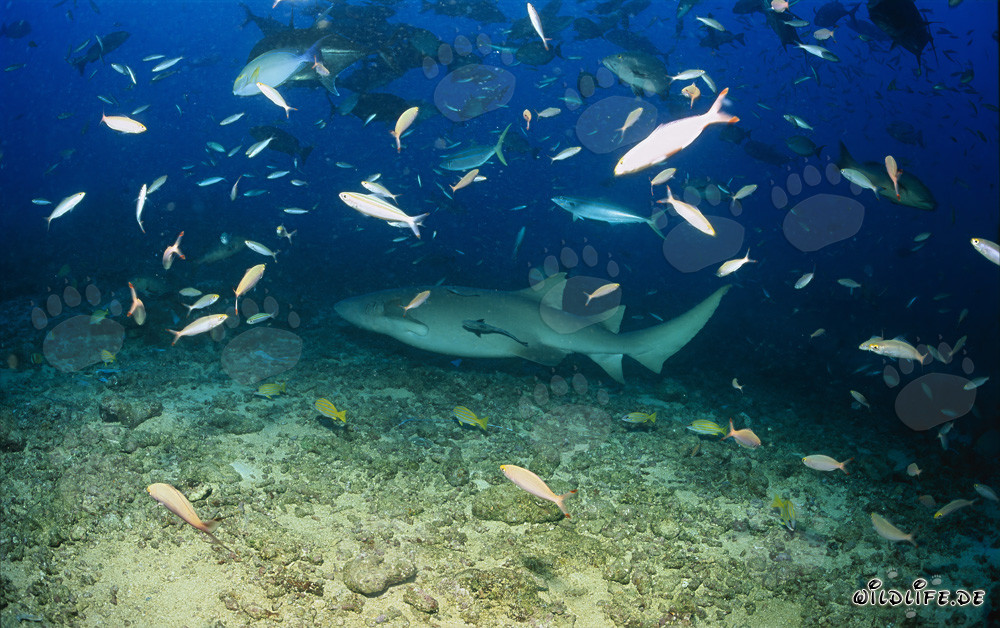 Requin-nourrice ordinaire dans le monde sous-marin fascinant de Fidji