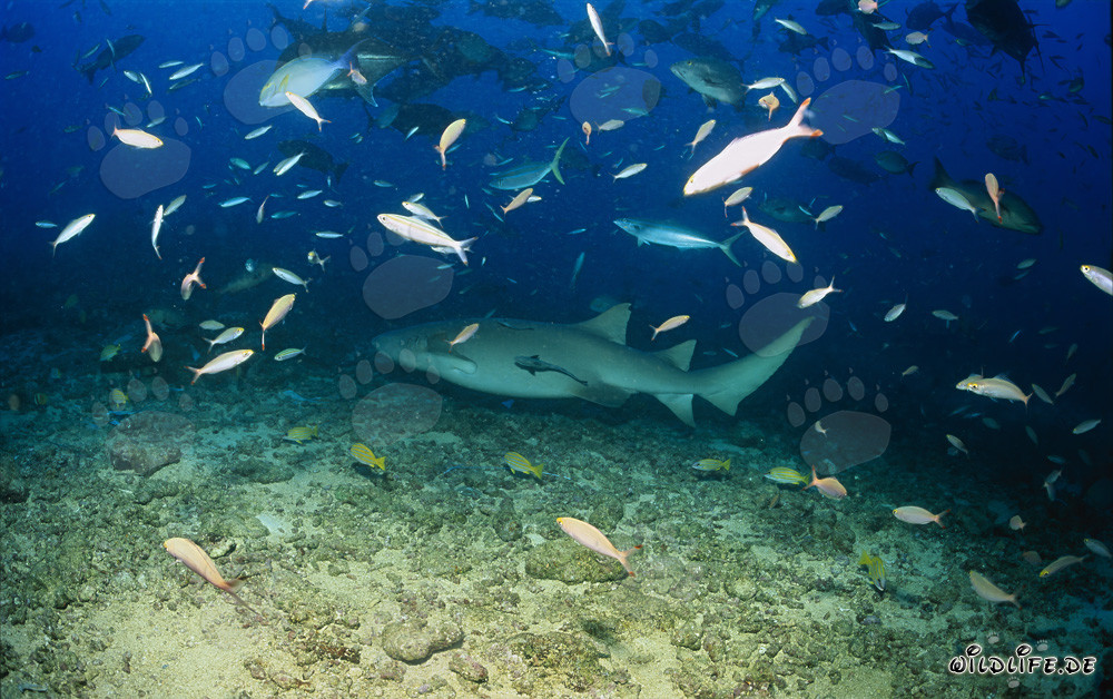 Tawny nurse shark in the mesmerizing underwater world of Fiji