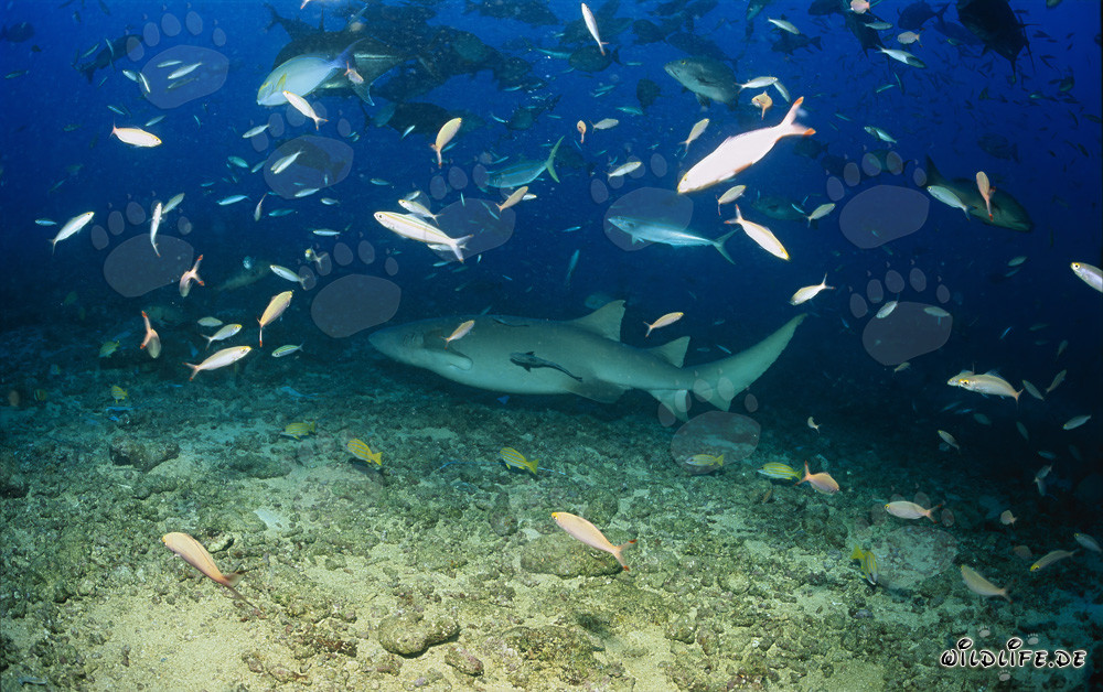 Tiburón nodriza común en el fascinante mundo submarino de Fiji