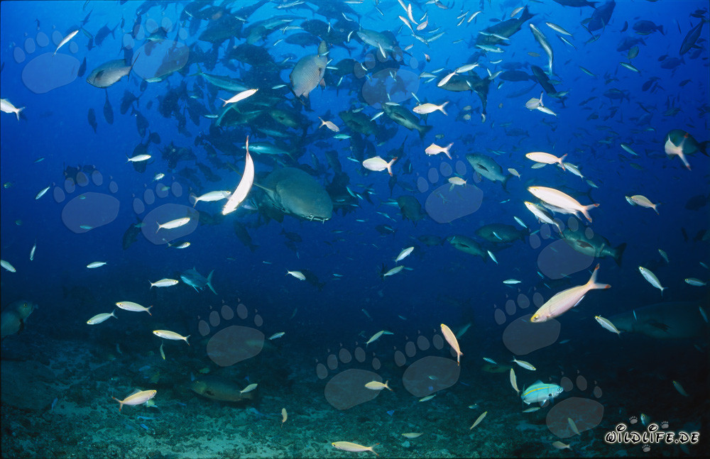 Gewöhnlicher Ammenhai umgeben von Fischschwärmen