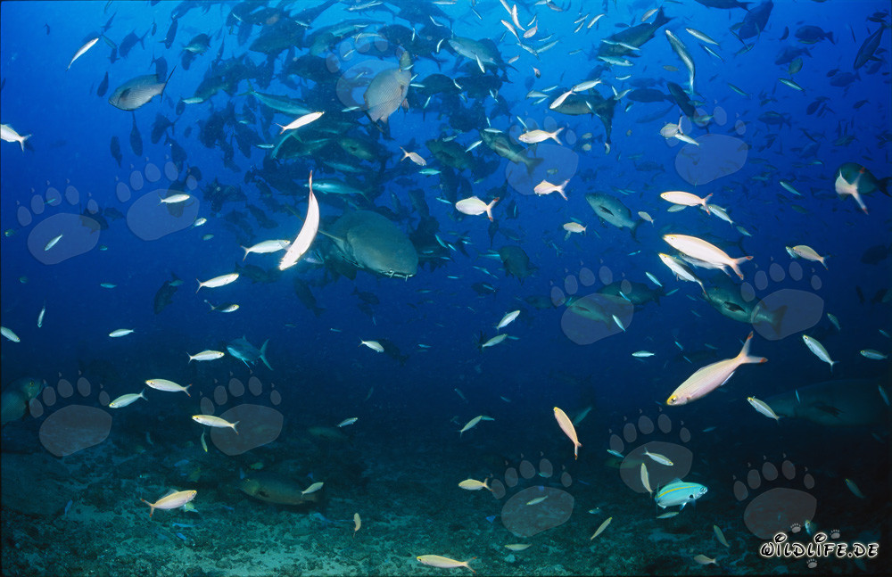 Requin infirmier commun entouré d'essaims de poissons
