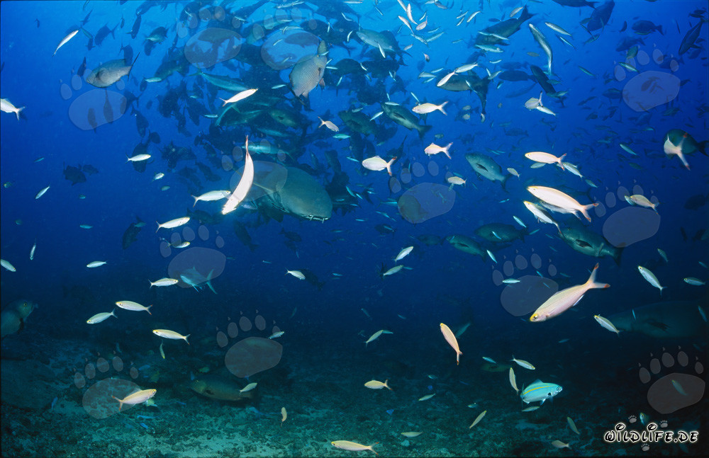 Tawny nurse shark surrounded by schools of fish