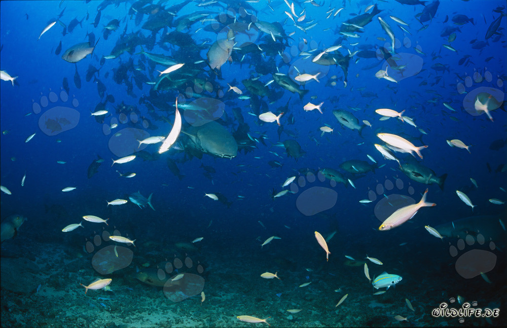 Tiburón enfermero común rodeado de cardúmenes de peces