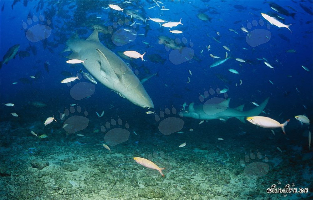 Fascinating Tawny Nurse Sharks on Patrol in the Crystal Clear Waters of Fiji