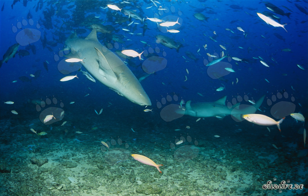 Fascinantes tiburones nodriza comunes patrullando en las aguas cristalinas de Fiji
