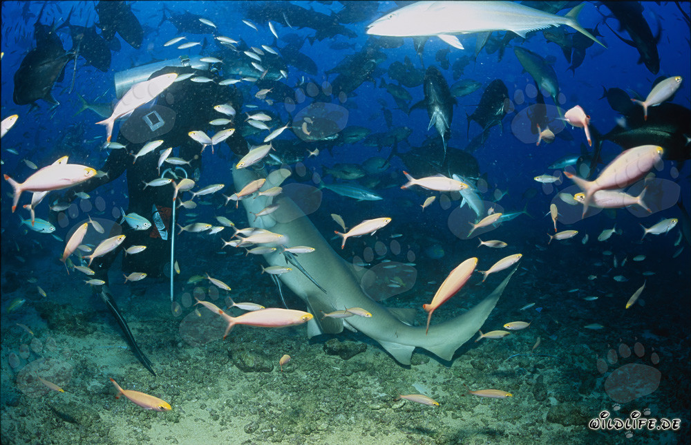 Requin nourrice ordinaire attrape l'appât pour poissons