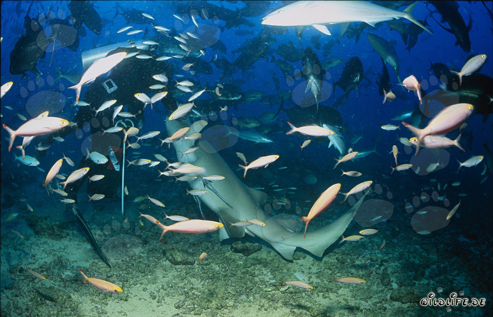 Tawny nurse shark take the bait