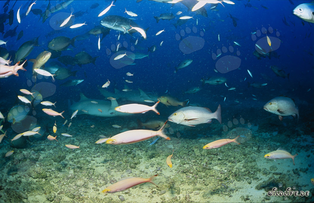 Gewöhnliche Ammenhaie und andere Fische im Shark Reef von Fiji