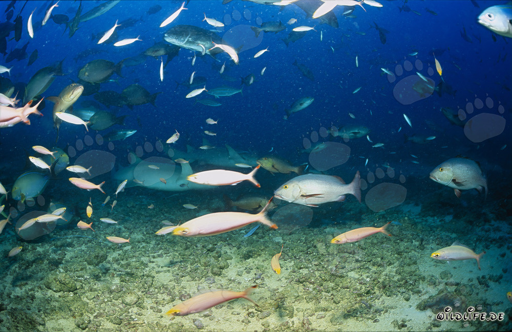 Requins-nourrices communs et autres poissons du récif de requins de Fidji
