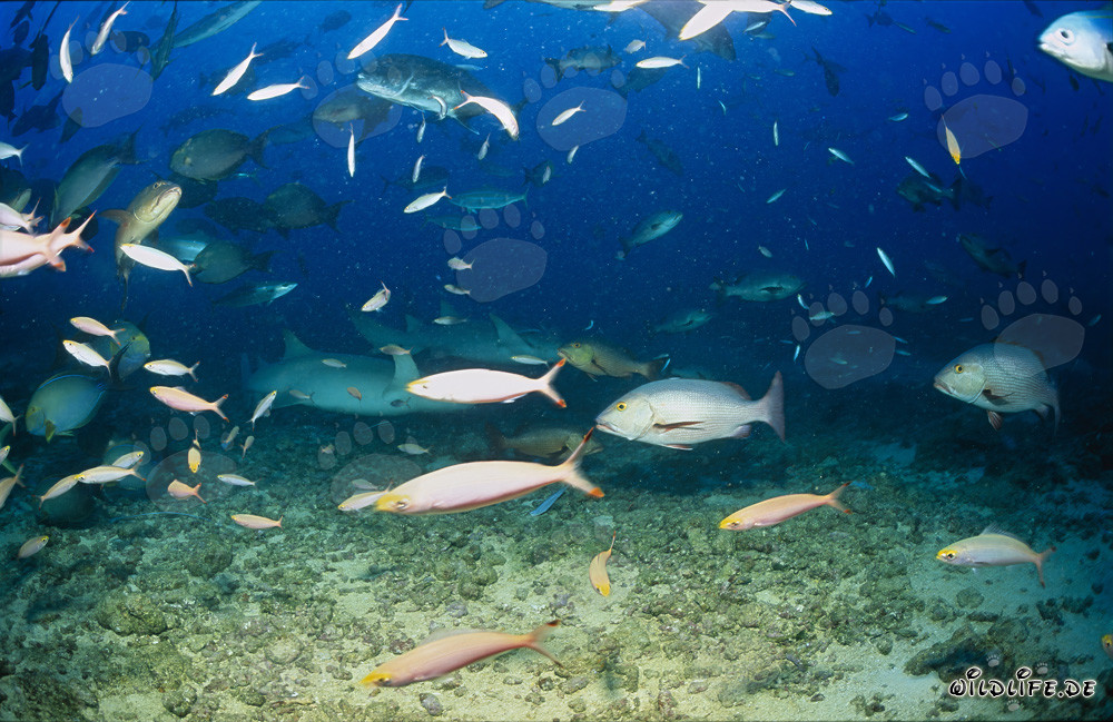 Squali nutrice comuni e altri pesci nel reef degli squali di Fiji