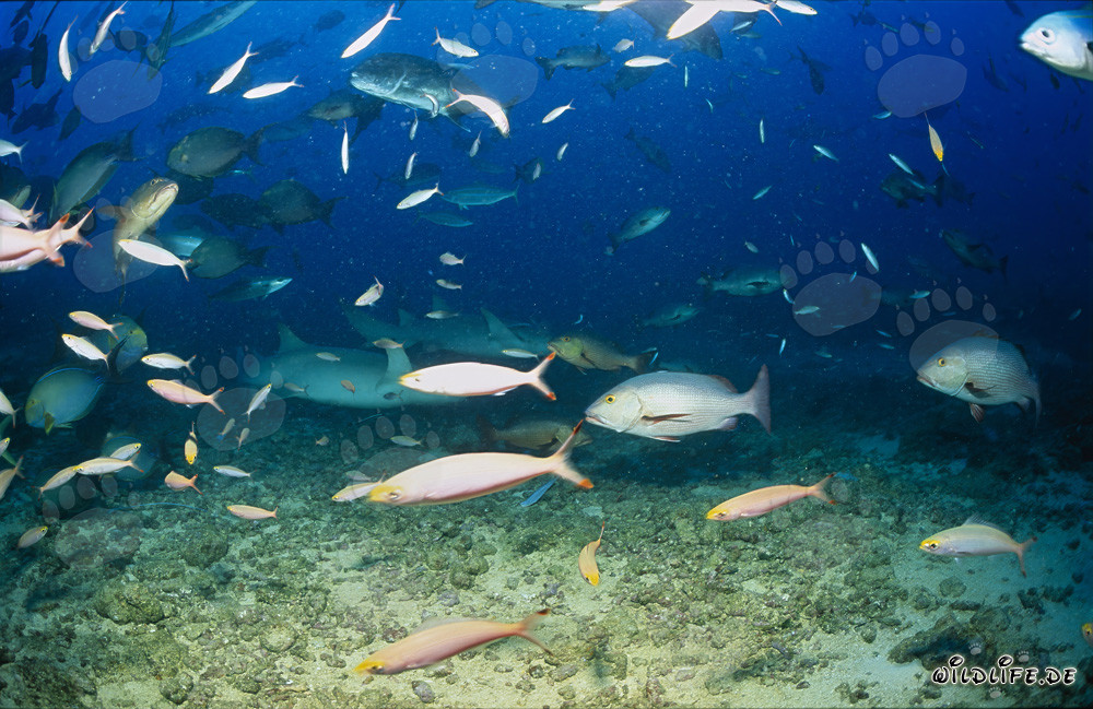 Tawny Nurse Sharks and Other Fish at Shark Reef in Fiji