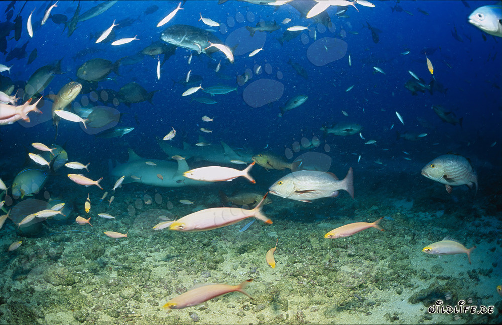 Tiburones nodriza comunes y otros peces en el arrecife de tiburones de Fiji