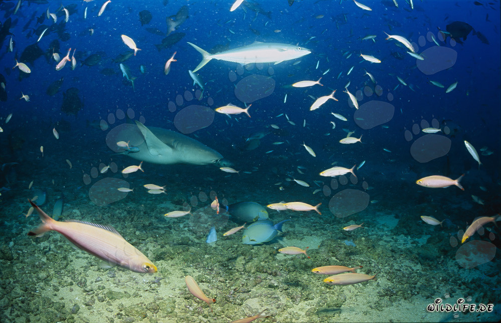 Gewöhnlicher Ammenhai erkundet das Shark Reef auf der Suche nach Nahrung