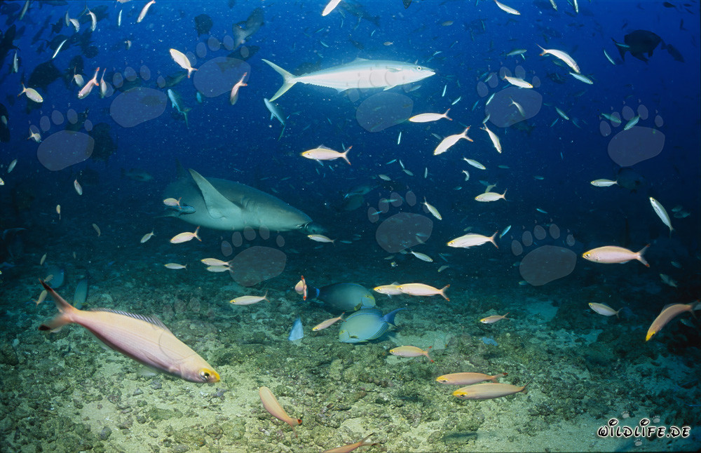 Requin-nourrice commun explorant le récif de requins à la recherche de nourriture