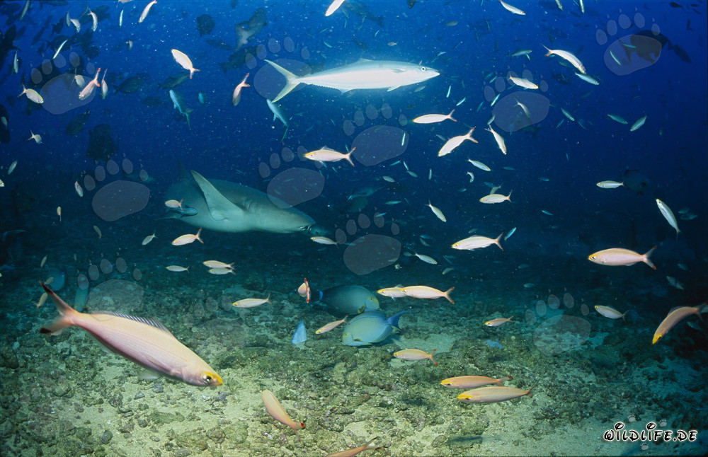 Tawny nurse shark (Nebrius ferrugineus) exploring Shark Reef for food