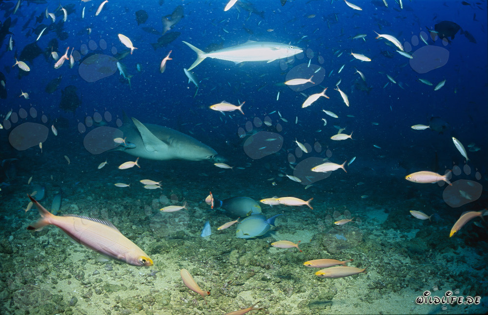 Tiburón nodriza común explorando el arrecife de tiburones en busca de alimento