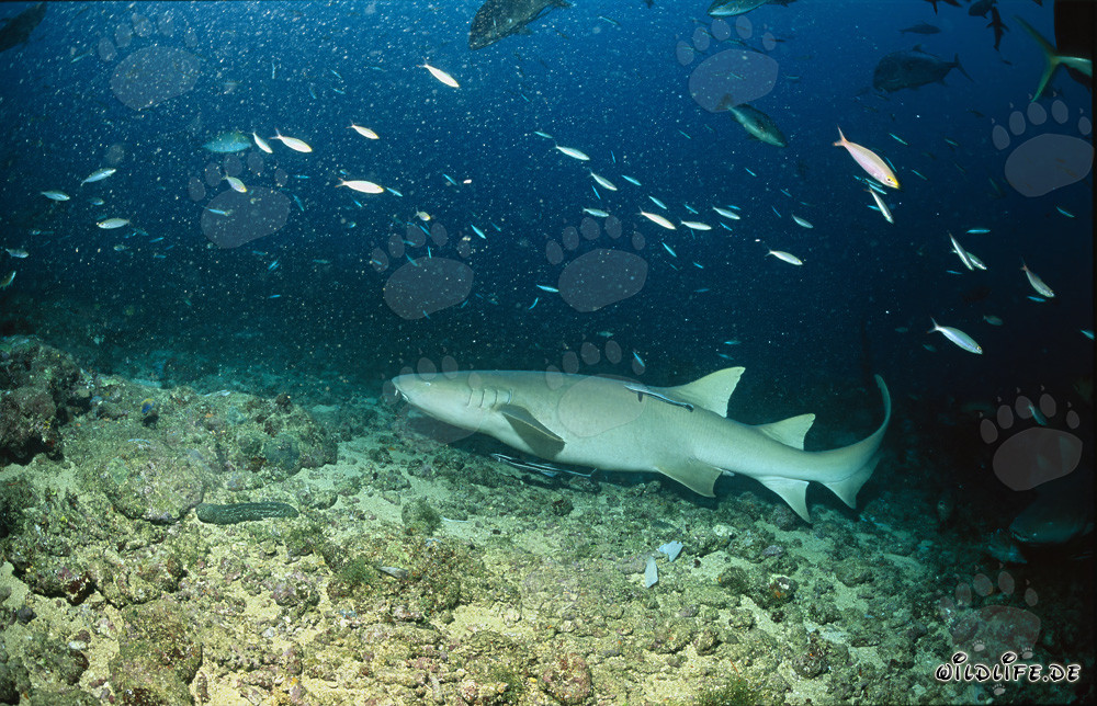 Requin-nourrice commun dans son environnement naturel