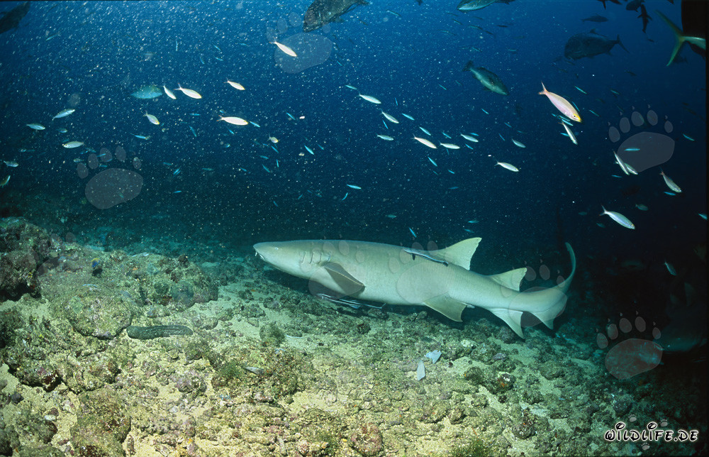 Tawny nurse shark in its natural habitat