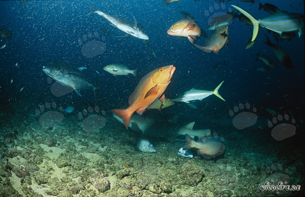 Common tawny nurse shark swimming with colorful fish at Shark Reef