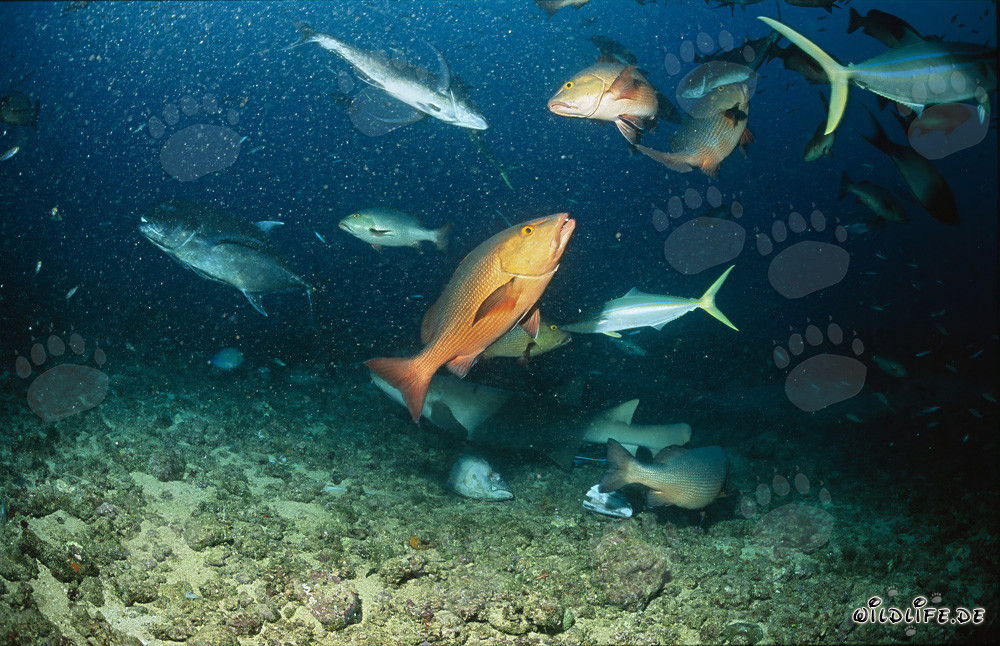 Gewöhnlicher Ammenhai schwimmt mit bunten Fischen am Shark Reef