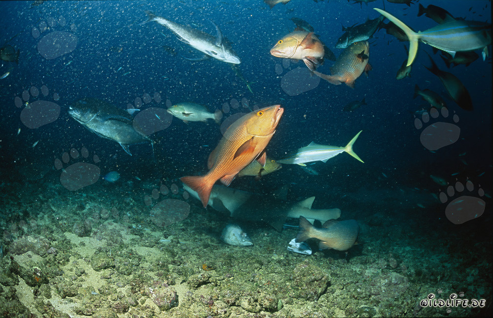Requin-nourrice ordinaire nage avec des poissons colorés au Shark Reef