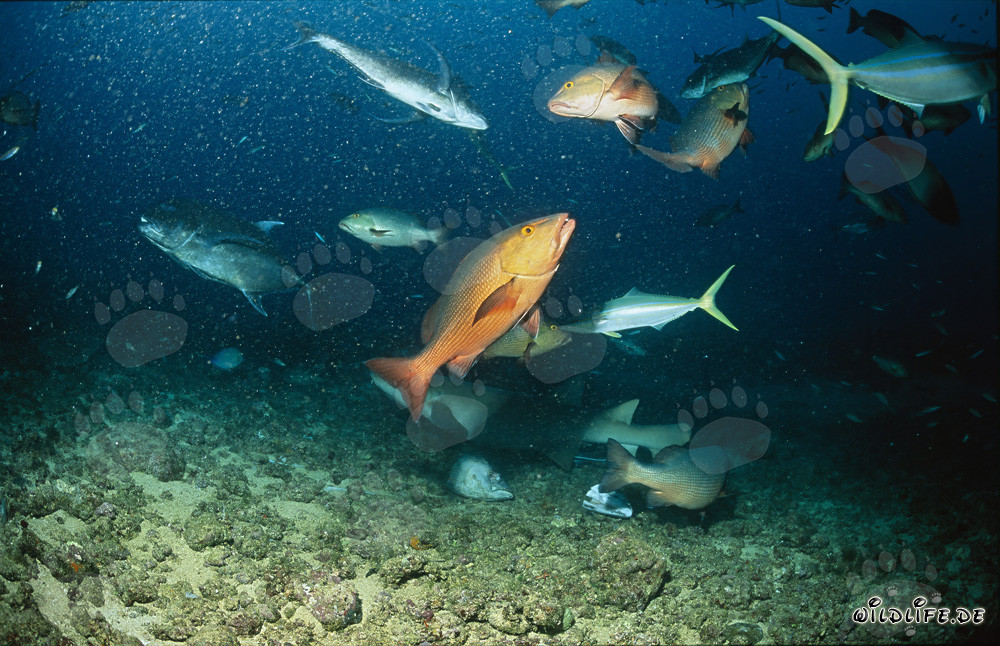 Squalo nutrice comune nuota con pesci colorati a Shark Reef