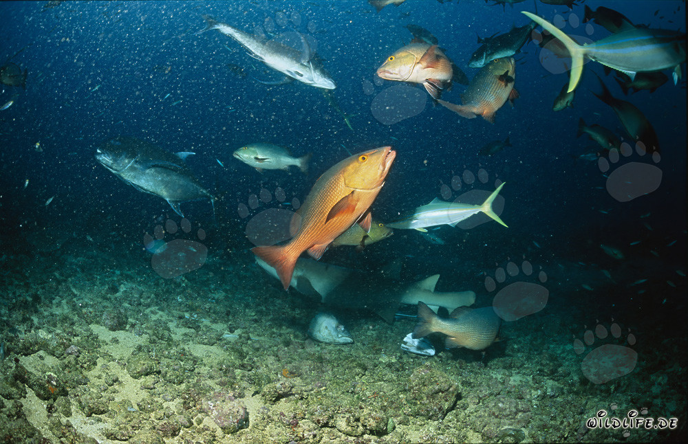 Tiburón nodriza común nada con peces coloridos en Shark Reef