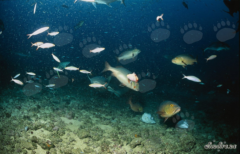 Faszinierender Gewöhnlicher Ammenhai mit bunten Fischen