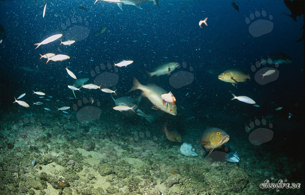 Fascinante tiburón enfermero común con peces coloridos