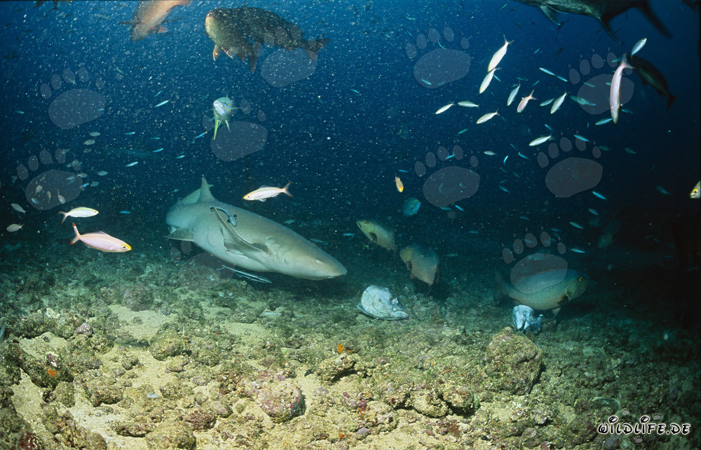Gewöhnlicher Ammenhai nähert sich einem Fischrest