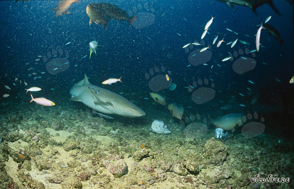 Requin infirmier brun s'approche d'un reste de poisson