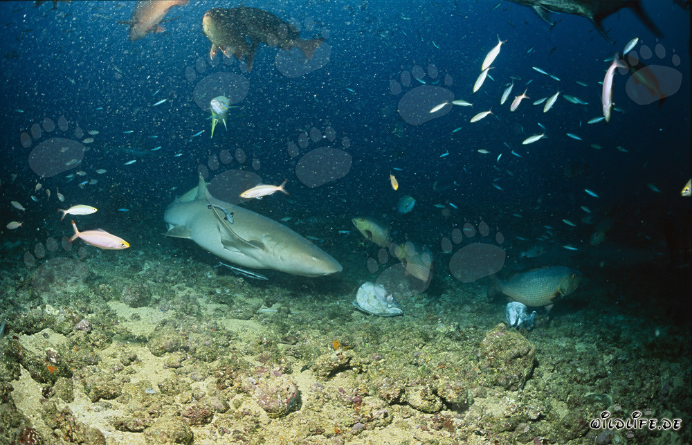 Squalo infermiere bruno si avvicina a un resto di pesce