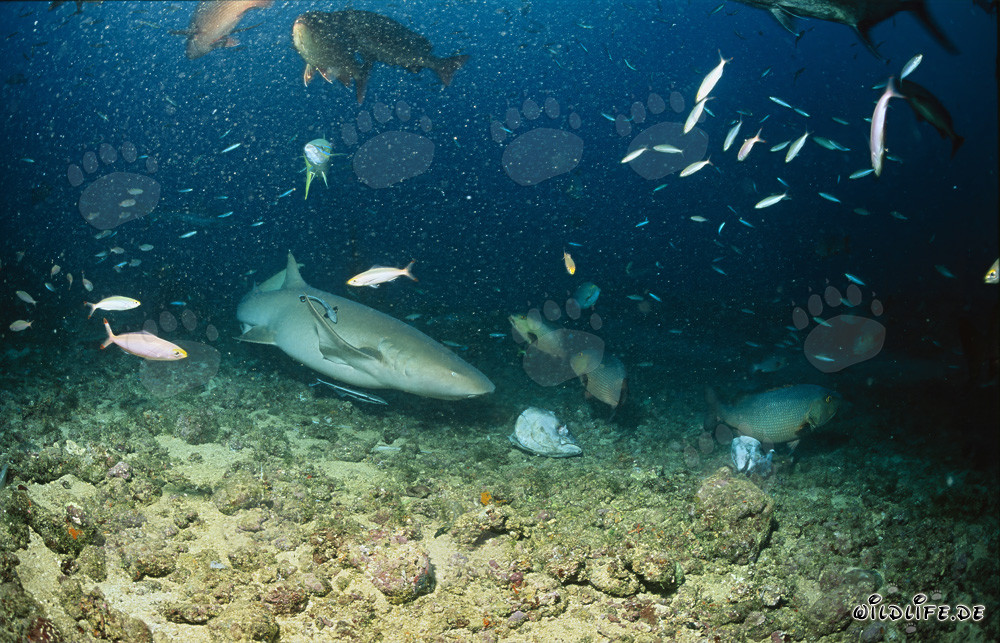 Tawny nurse shark approaching a fish remains
