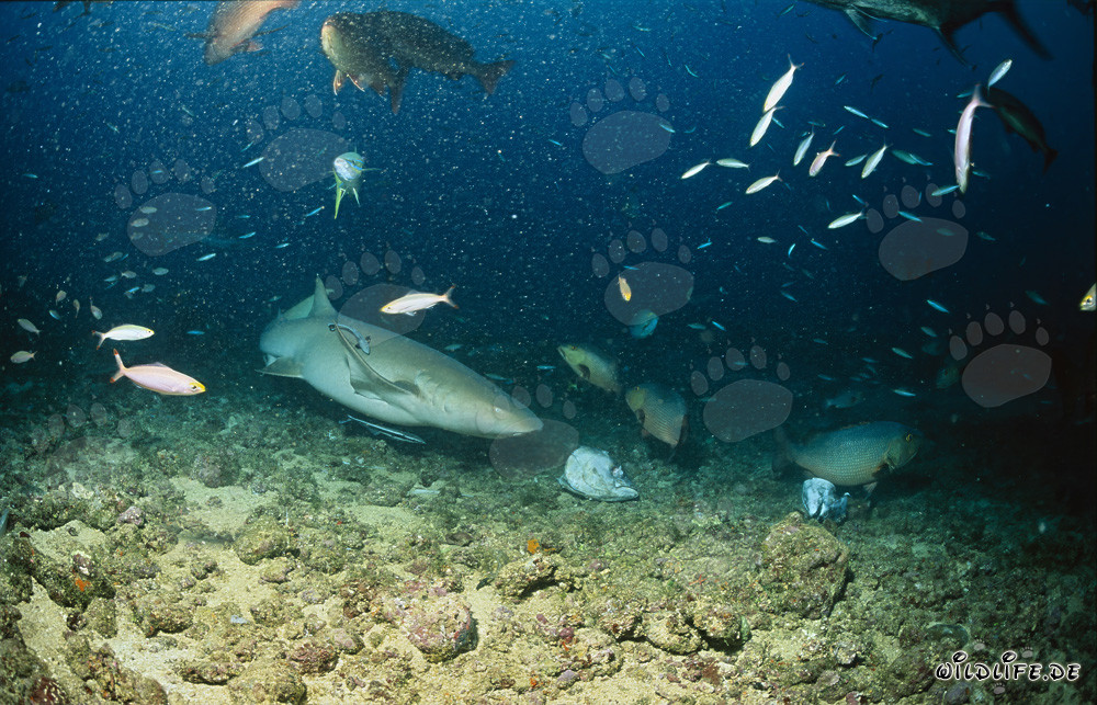 Tiburón nodriza cobrizo se acerca a un resto de pescado